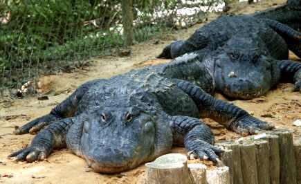 Alligator
