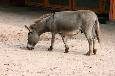 donkey