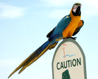 Friendly beach bum parrot