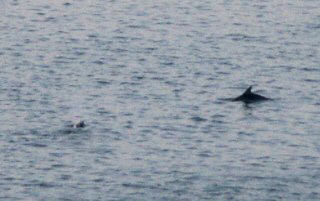 Dolphins off in the distance