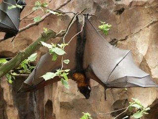 Bats!