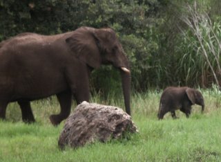 Another shot of momma and baby