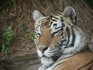 Sleepy Tiger