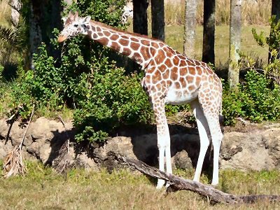 Safari
