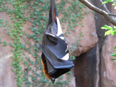 Maharajah Jungle Trek